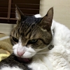 ハンサム？