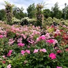 見ごたえあり♪自然の中のバラ園を楽しむ『いわみざわ公園』【岩見沢市・観光・薔薇】