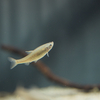 ウシモツゴ Pseudorasbora pugnax