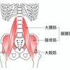 大腰筋　浅頭と深頭の違いって？