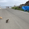 お久しぶりです、北海道森町の猫さんたち