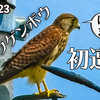 0823【カルガモ親子の雨引っ越し】チョウゲンボウ、カワセミ幼鳥、鳩水浴び、セグロセキレイなど【今日撮り野鳥動画まとめ】身近な生き物語