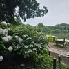 かっぱさんぽ(920日目)