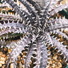 期待の双頭｜DYCKIA Briar Patch