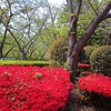 香澄公園のツツジ