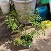 鉢植えにしたフェアリー