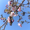 春を感じる節分