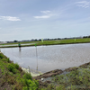 5月28日日曜日　田んぼラグビー