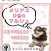 メリアス dogマルシェ開催のお知らせ
 2月は2日間
いつもの「まつぶし緑の丘公園」にて 15日と16日に開催です！