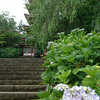 紫陽花…松戸本土寺♪