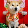 お内裏様はどこ？柴犬『きなこ』のおめかし(^▽^)ひな祭りバージョン♪