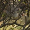 晴れた日の野鳥