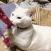 【ねこ里親募集】保健所うまれの白猫(♂１才去勢済)筋金入りの甘ったれに専用の膝ベッドをお願いします【東京近郊】 #neko #tokyo #kanagawa