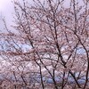 昼休み桜撮りました。寒かったので、