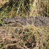 ボツワナの動物たちにこんにちは。