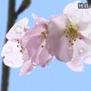 水上村で桜の開花宣言【熊本】 