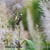 今日の野鳥　シロガシラ