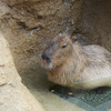 カピバラ Hydrochoerus hydrochaeris