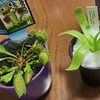【新しい家族】食虫植物をお迎えしました！