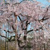 　今週のお題「桜」