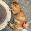 正しさを求めない