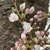 若木神社の桜咲きました！