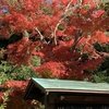 鎌倉の紅葉情報2021 今日の円覚寺　2021年11月24日（拡大版）