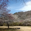 花貫さくら公園の梅