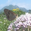 谷川岳　チョウなど