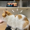 膀胱炎？突然頻尿が続いた日。