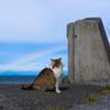 隣市南離島のねこさん