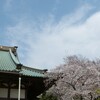 桜＠本日の遊行寺