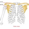 肩関節解剖 代表的な肩関節疾患