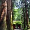 戸隠神社に行ってきました。