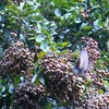 オリーブチャツグミ Swainson's Thrush