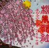 桜の開花。楽しみ方はお花見だけじゃない。櫻木神社の3月限定の御朱印について(予習編)