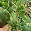 トマトのジャングルがThe tomato jungle 