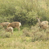 Mule Deer Family