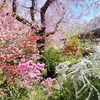 原谷苑　～空一面を桜が覆う百花繚乱の苑