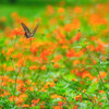 【築地市場】8月の秋桜 浜離宮恩賜庭園  August 2019