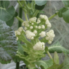 庭で冬野菜 18【収穫を思案中です】