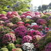 根津神社のつつじと亀戸天神の藤を見てきました