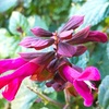 12月のサルビアの花