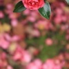 母から娘へ？