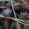 マユグロチメドリ Mountain Fulvetta