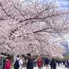 2025年の桜（東北＆関東）満開ラッシュ！