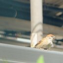 Midorilocal撮影録