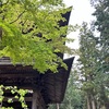 春の円覚寺
