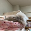 Y子お休みでのんびりふくちゃん