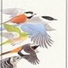 『新・山野の鳥』、『新・水辺の鳥』